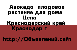 Авокадо -плодовое растение для дома › Цена ­ 200 - Краснодарский край, Краснодар г.  »    